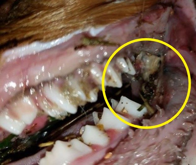 Figure 1. Fawn with tooth and jaw bacterial infection by Trueperella pyogenes.
