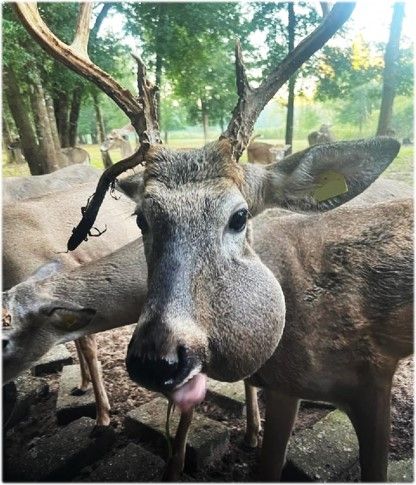 White-tailed deer with a severe case of lumpy jaw with possible food impaction.