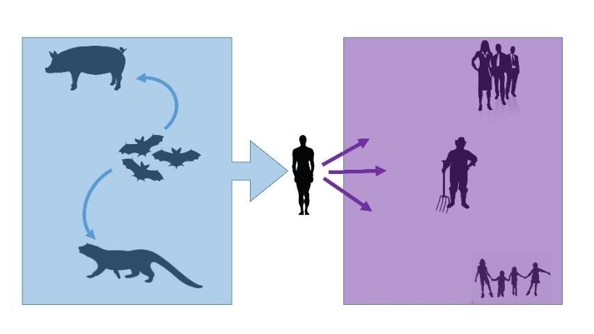 Figure 1. Many viruses naturally circulate within animals (blue); some of these can spill over into humans. These wildlife viruses that infect humans are called zoonotic viruses. The transmission cycle ends for those viruses that humans cannot pass on. However, those viruses that evolve a way to transmit among humans (purple) can cause a human epidemic, and, if the disease spreads across continents, a pandemic.