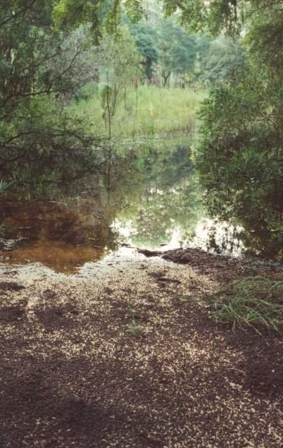 Figure 2. Eastern spadefoot spawning event in the Ocala National Forest. The tiny dark objects are baby toads that carpet the sandy shoreline as they make their way away from the breeding pond and disperse into the surrounding upland.