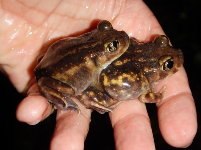 Figure 4. A pair of adult eastern spadefoot toads encountered in Gainesville, Florida, breeding in a ditch following several inches of rain.