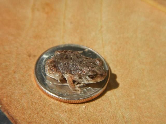 Figure 1. Very young eastern spadefoot toads are the size of a raisin, as seen here by a days-old froglet resting on a dime.