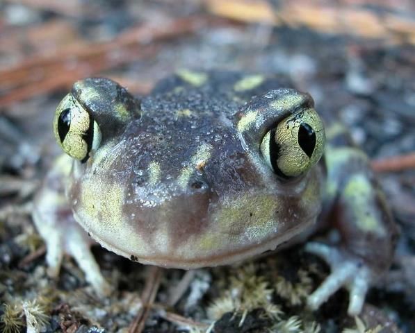 Figure 7. Eastern spadefoot toads have vertical pupils, as seen in this toad from St. Marks National Wildlife Refuge, south of Tallahassee, Florida.