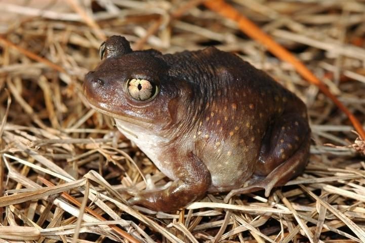 Figure 6. Adult eastern spadefoot from the Apalachicola National Forest near Tallahassee, Florida. Note that this individual has very few yellow markings.