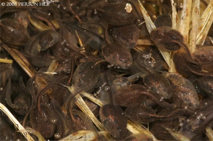 Figure 9. AqFigure 9. Eastern spadefoot tadpoles. Note that their small eyes are located high upon the snout.