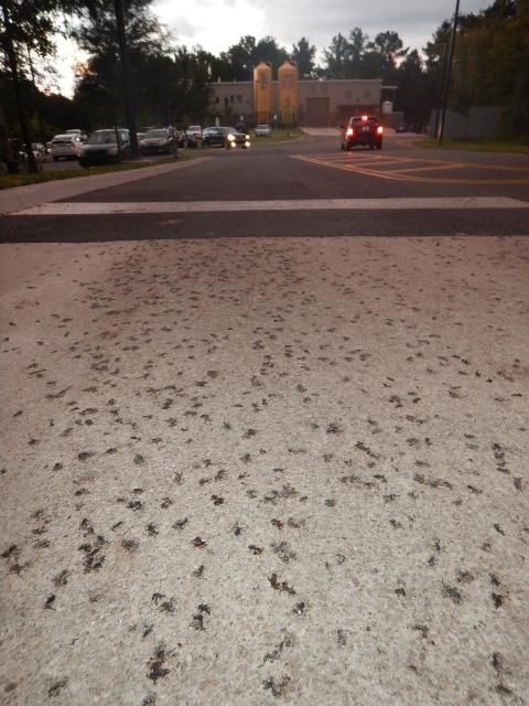 Figure 3. As they disperse away from breeding ponds, young eastern spadefoot toads may be unavoidably crushed on roads by the thousands.