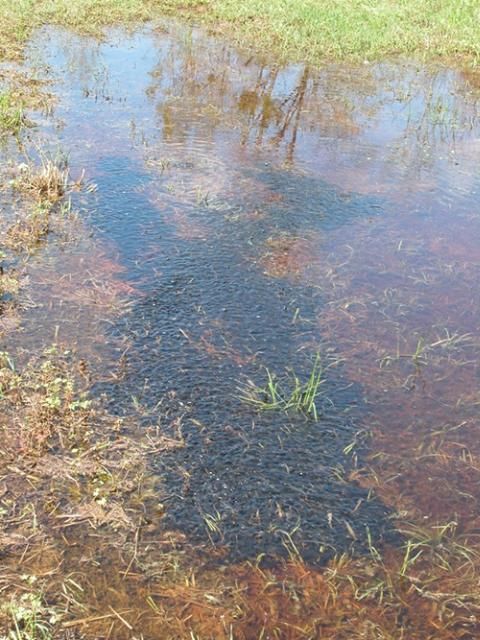 Figure 10. Eastern spadefoot tadpoles form schools; some of these schools may contain tens of thousands of the small tadpoles.