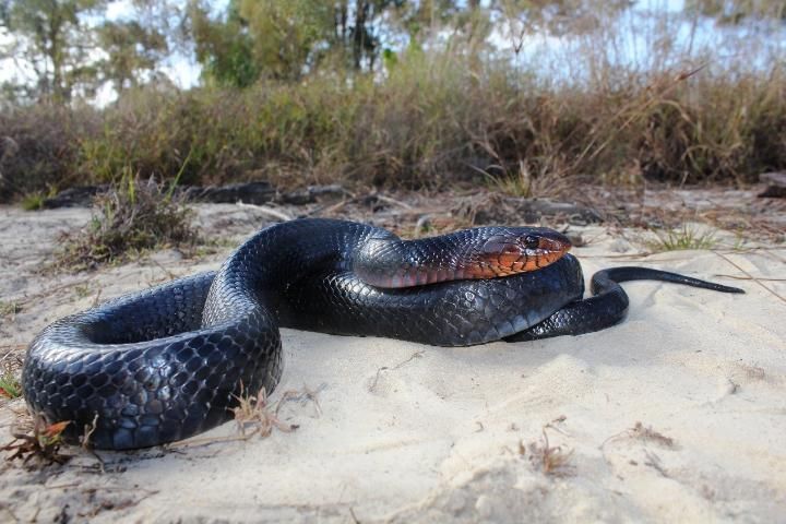 Figure 1. Eastern indigo snake in typical sandy pine flatwood habitat.