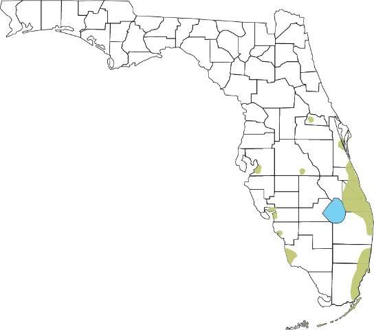 Figure 1. Approximate range of Peters's rock agama in Florida, 2020. This map is based on records in EDDMapS, the FLMNH hereptology database, Enge et al. (2004), Nunez et al. (2016), and personal communications with colleagues. The presumptive population in Duval Co. (see Powell et al. 2016) is excluded due to a lack of recently documented records. Note there are numerous additional records of single Agama individuals in the Peninsula reported in EDDMapS that are not included here. Thus, this map approximates the minimum extent of the species establishment in Florida.