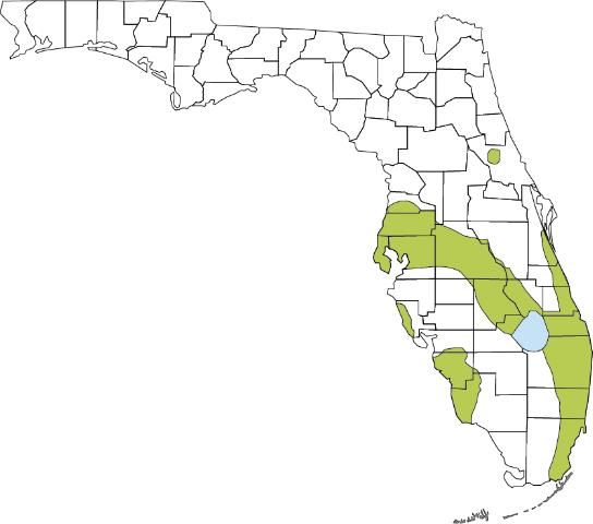 Figure 1. Distribución conocida de sapos de caña en Florida hasta enero de 2017. Obsérvese la población pequeña, aislada pero establecida en Deland, Condado de Volusia. [Haga clic en la figura para ampliarla]