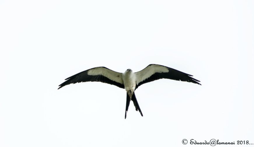 Swallow-tailed kite (Elanoides forficatus)