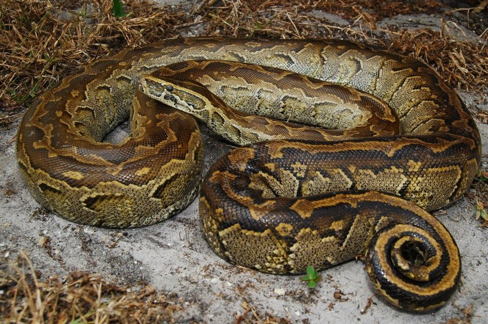 Adult Northern African python (Python sebae). 