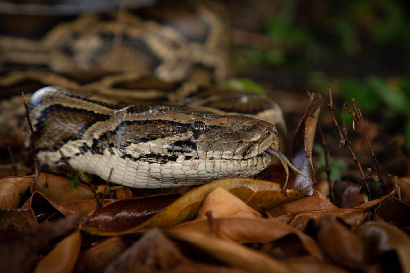 Adult Burmese python (Python bivittatus). 