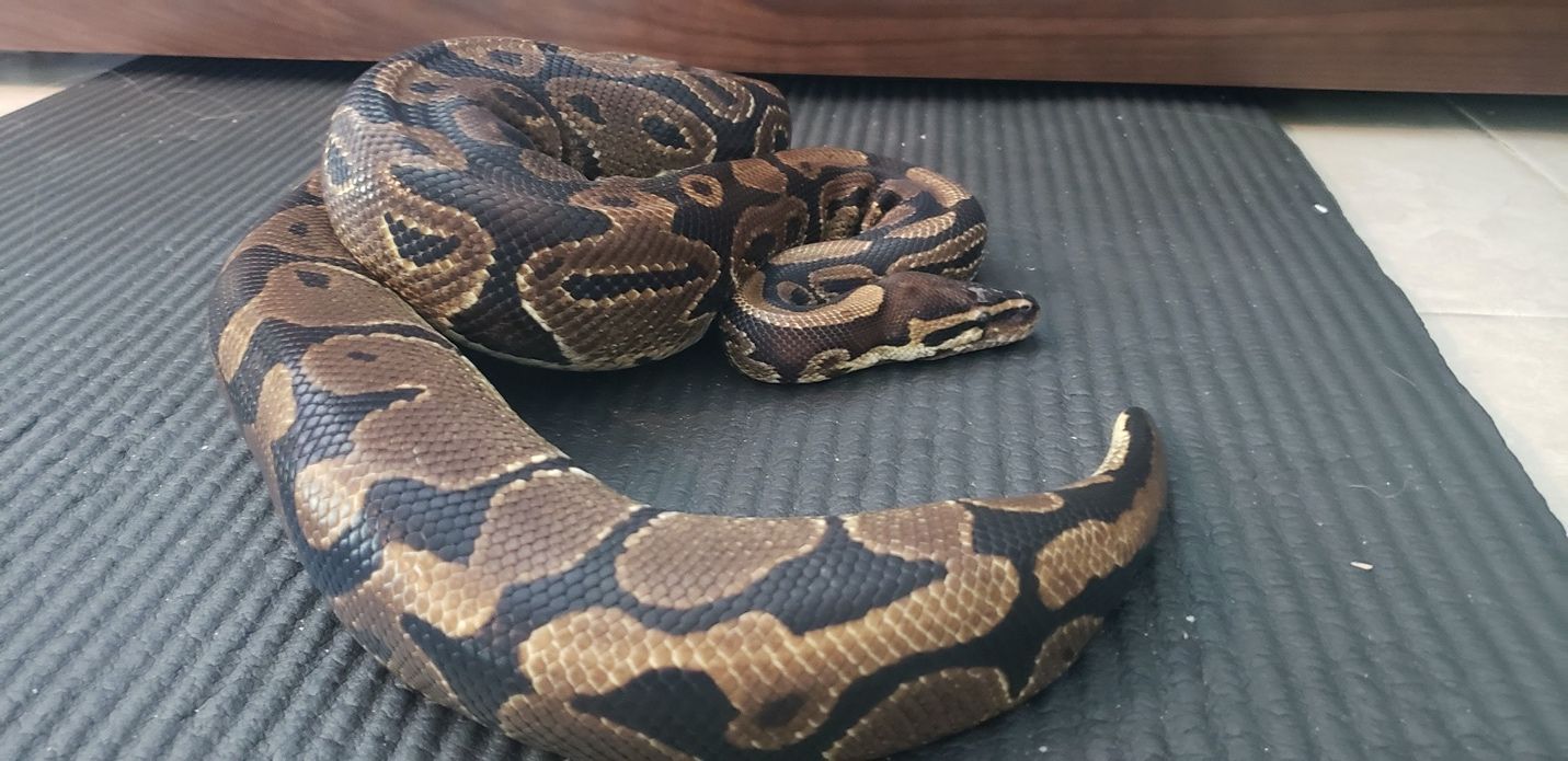 Ball python (Python regius) from South Florida.