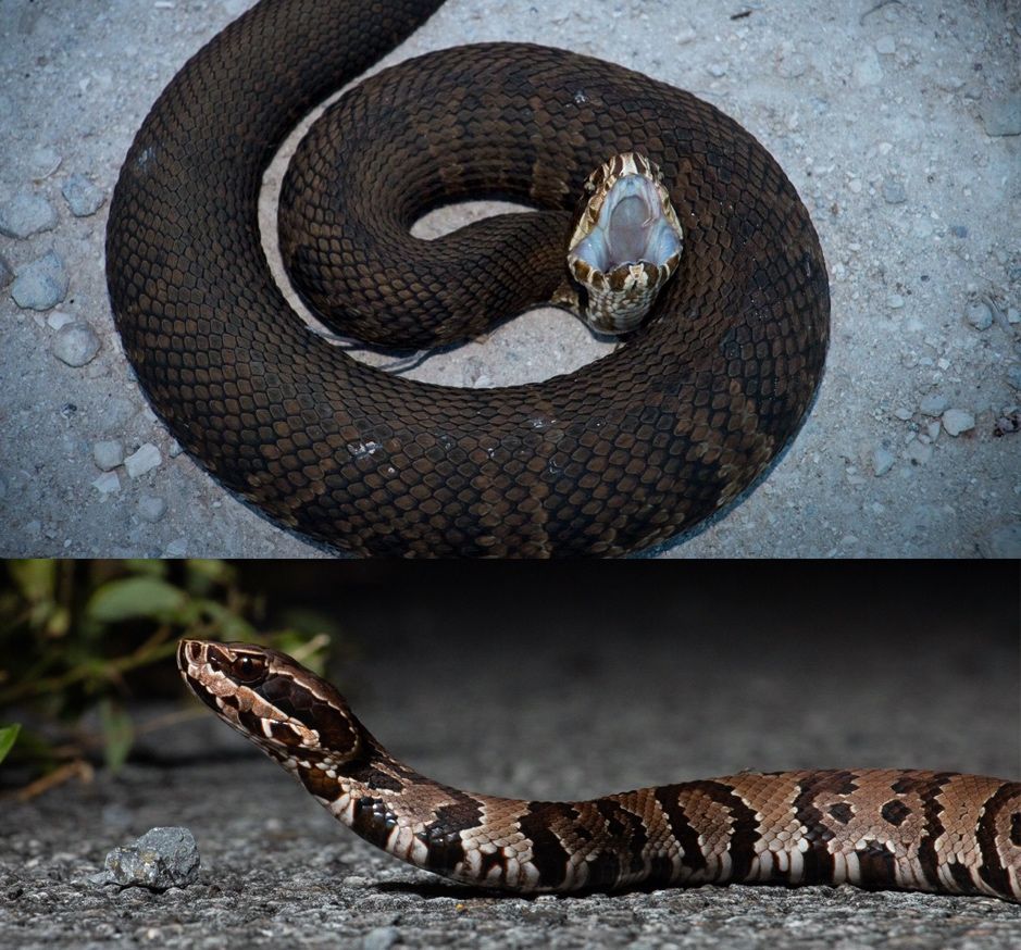 Cottonmouth, also known as the water moccasin (Agkistrodon piscivorus). 
