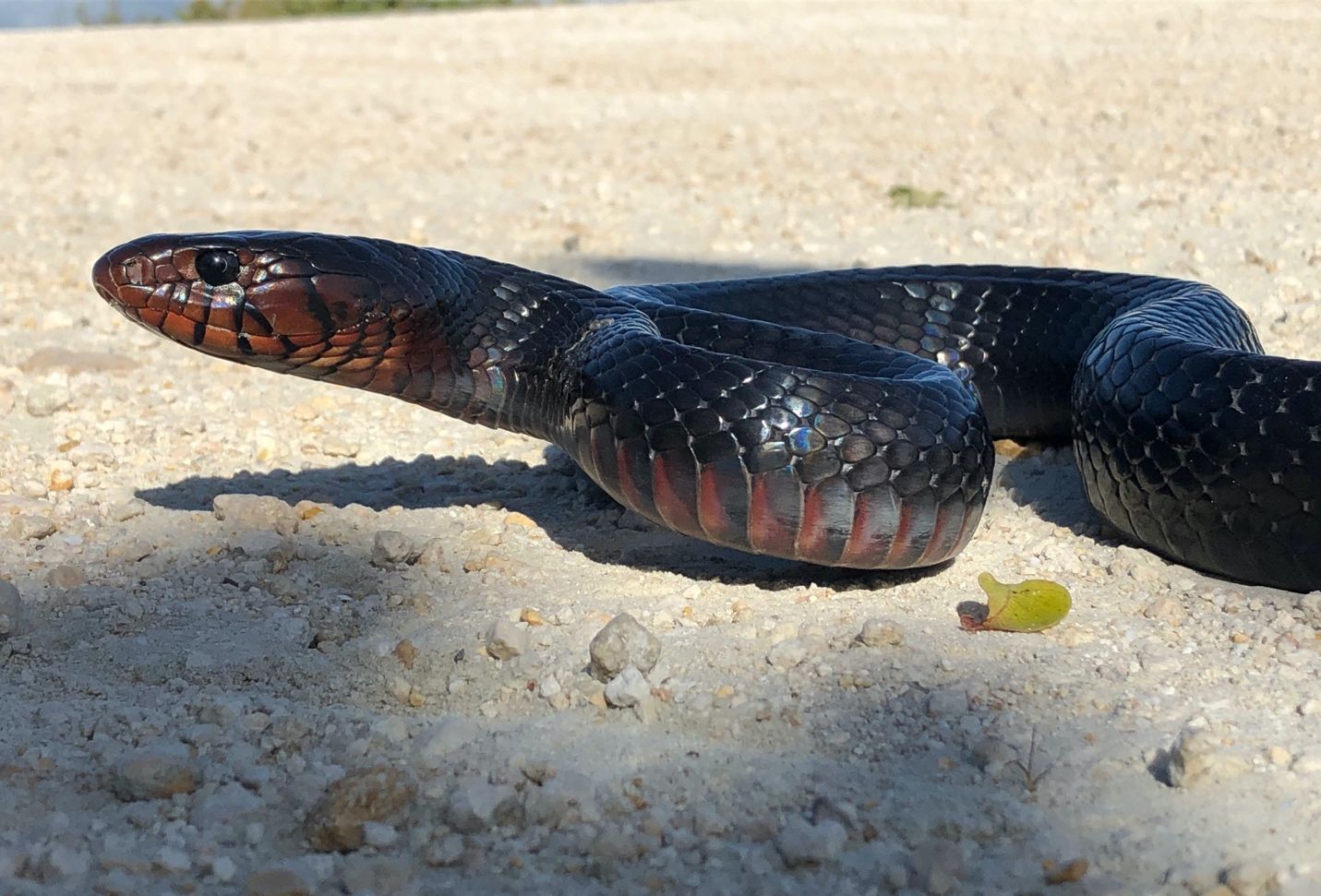 Eastern indigo snake (Drymarchon couperi). 