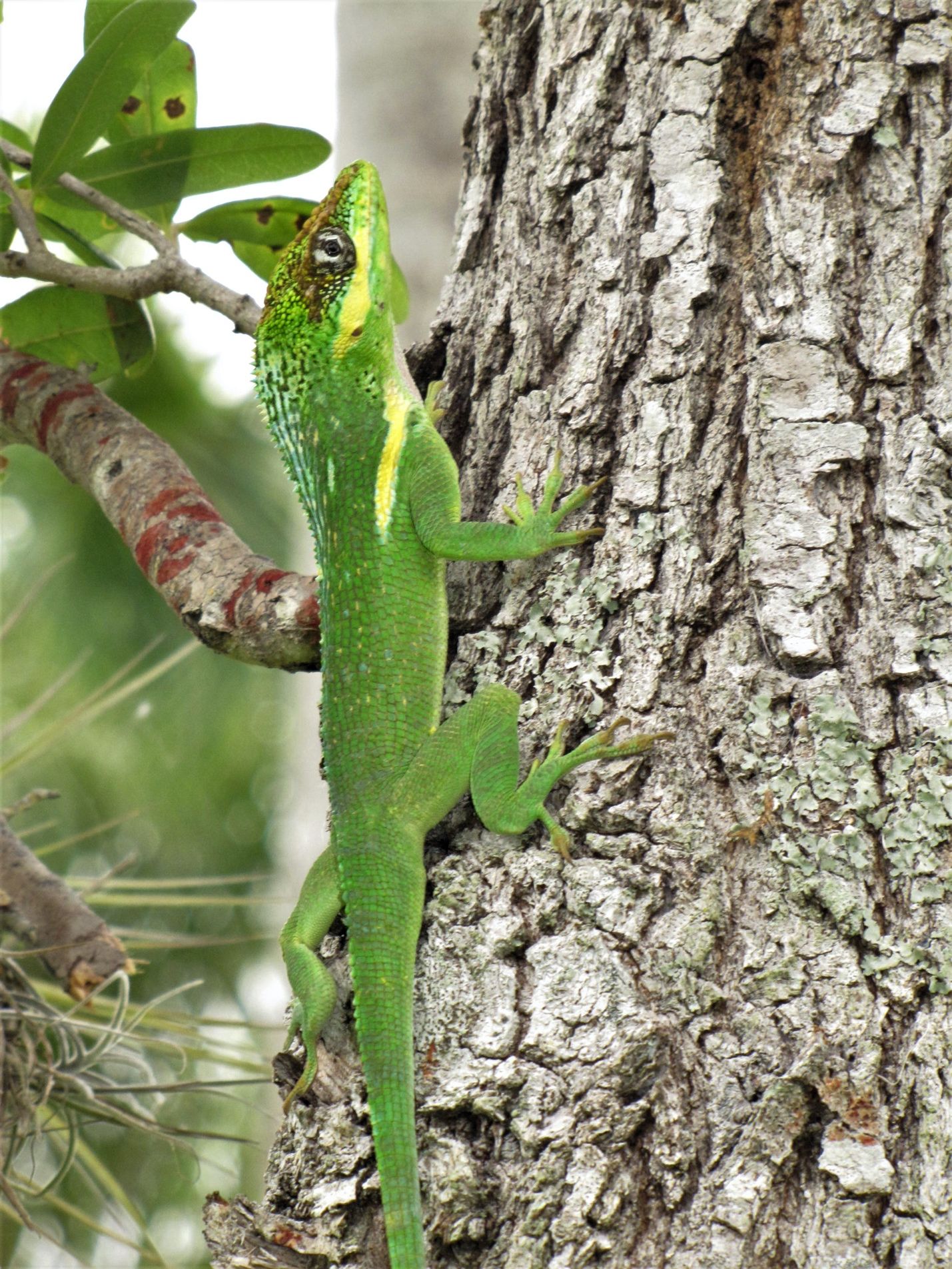 A large knight anole (Anolis equestris) may be misidentified as a very small green iguana (Iguana iguana). But knight anoles have yellow or white stripes under their eyes and on their shoulders. Green iguanas do not have stripes under their eyes or on their shoulders. 