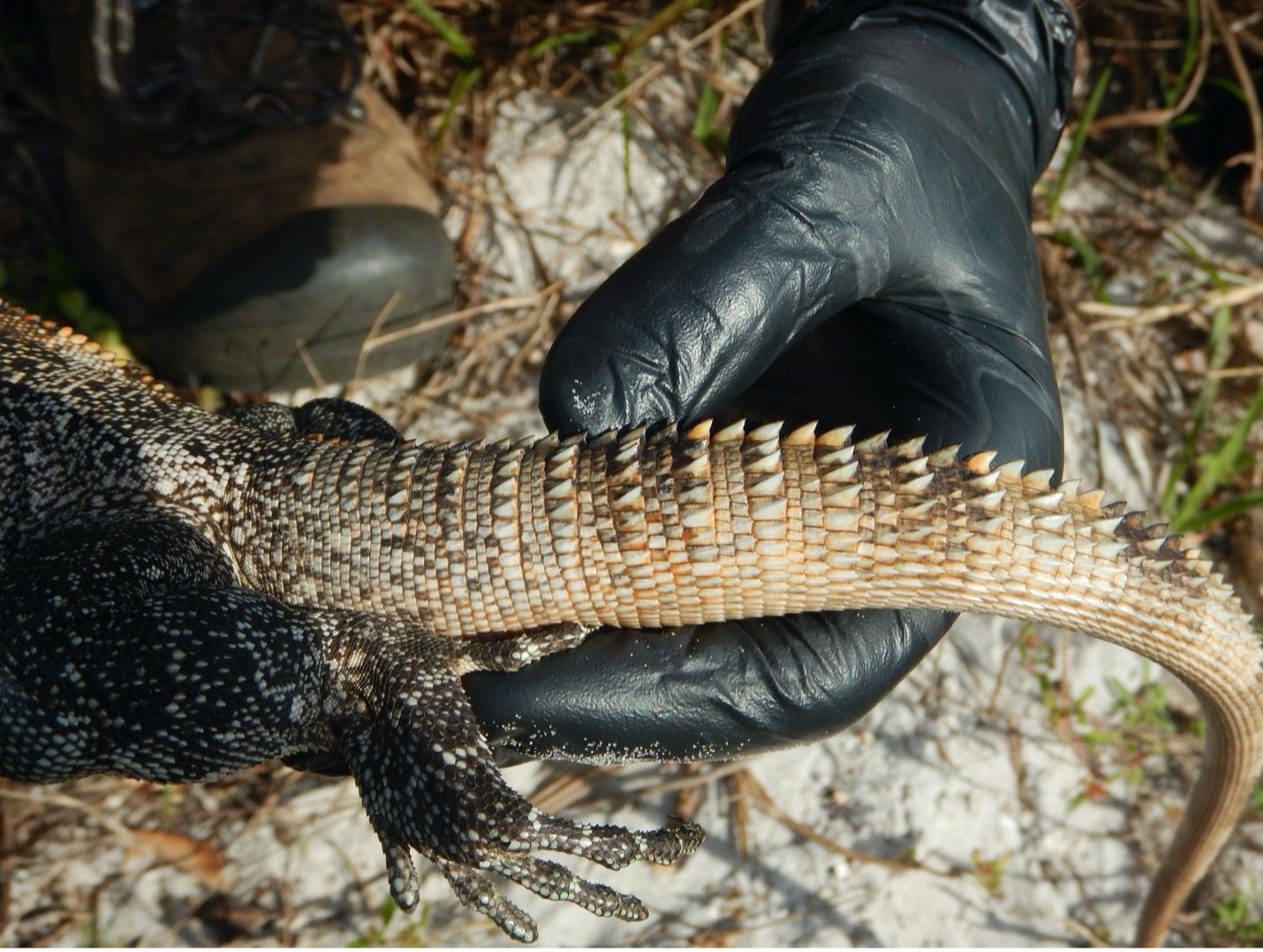 Green iguanas (Iguana iguana) have relatively smooth tails, but as their name indicates, spiny-tailed iguanas have rings of pointed scales on their tails, as shown in this image. 