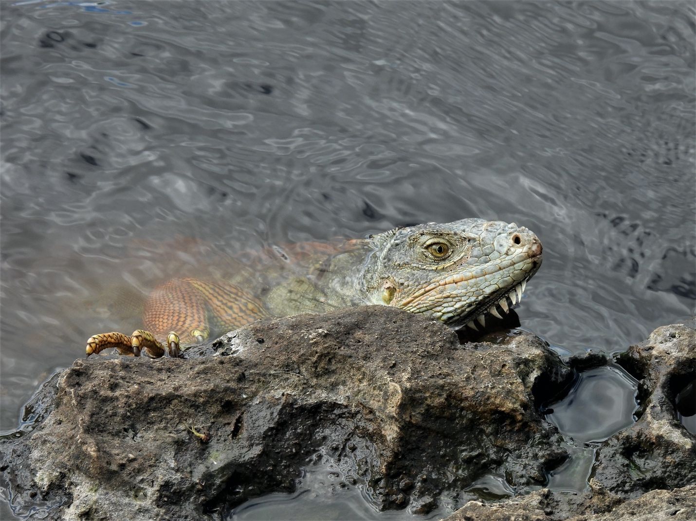Green iguanas (Iguana iguana) are excellent swimmers and are usually found near water. When they feel threatened, they are quick to dive into water, even from high in a tree, and only crawl back onto land when it is safe to do so. 