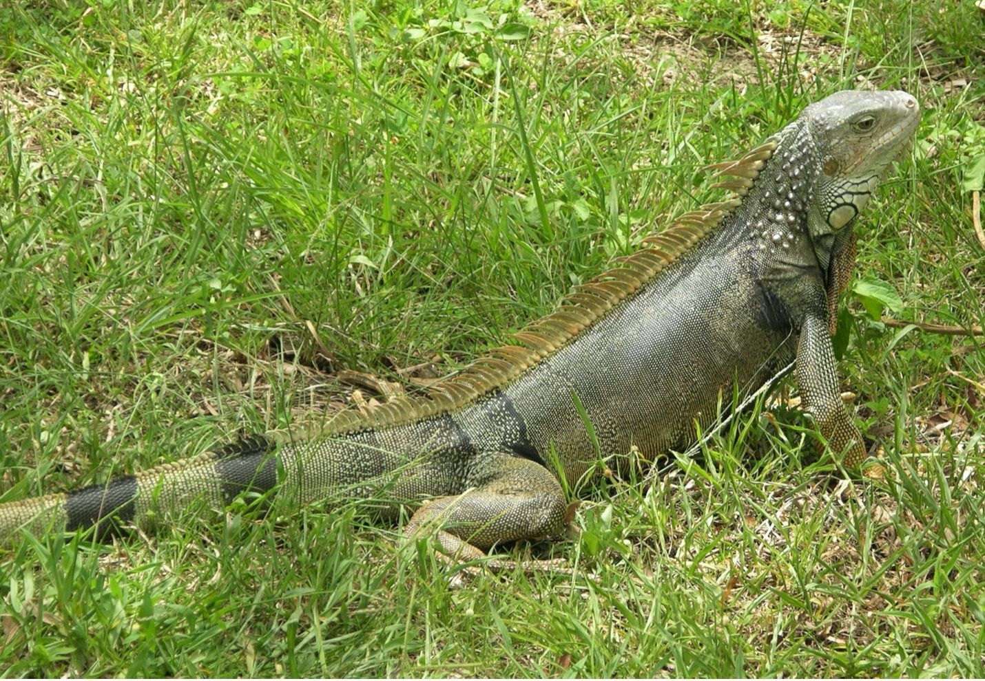 Adult green iguanas (Iguana iguana) may be a dull green or olive color. 