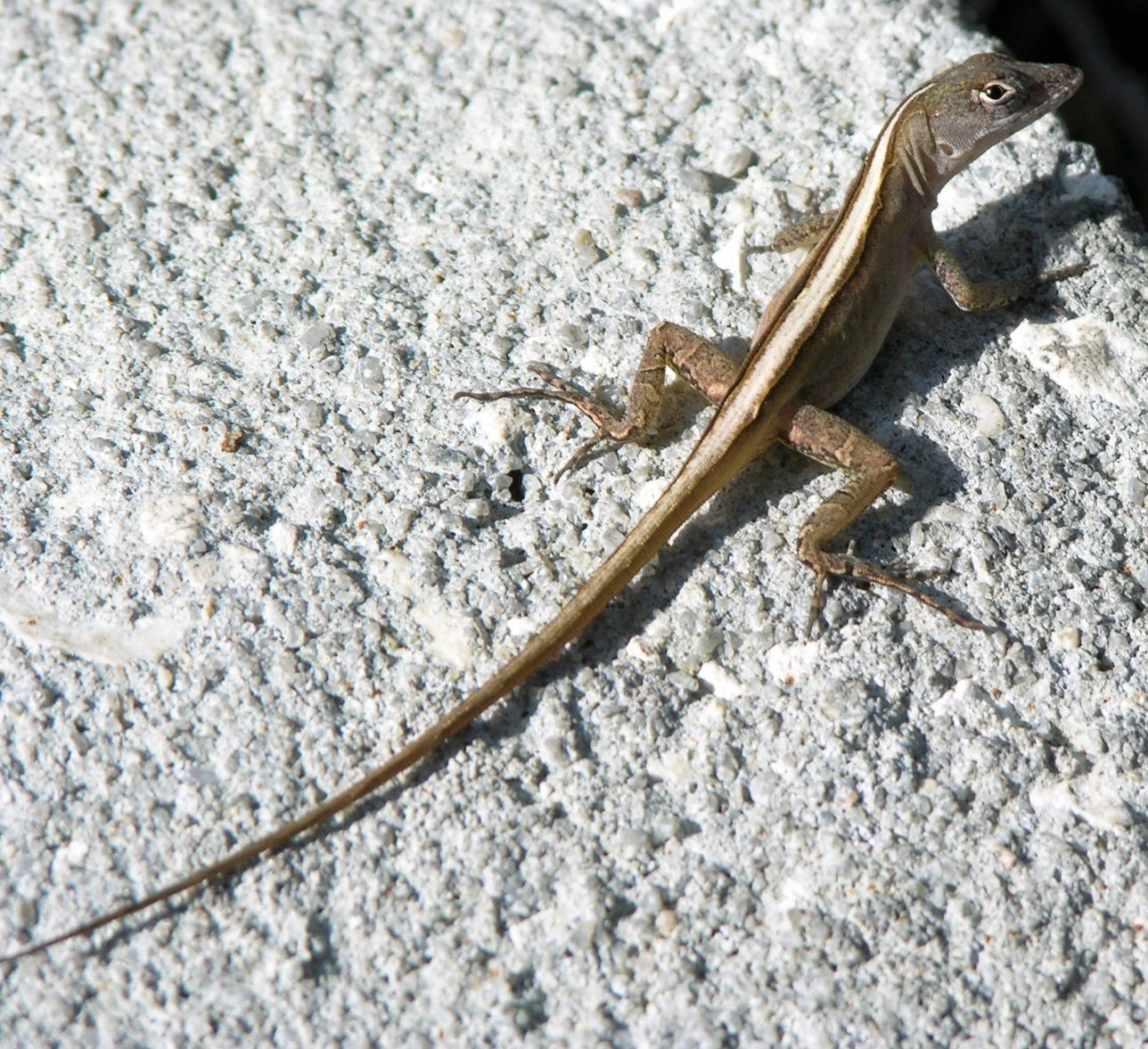 Female brown anoles (Anolis sagrei) have a light-colored line down the center of their back, though it’s not always as well demarcated as this individual. 