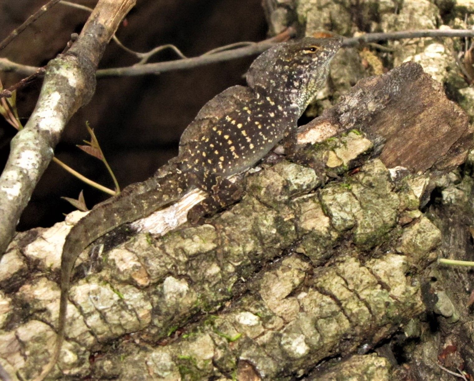 Male brown anoles (Anolis sagrei) may erect a dorsal crest as a territorial display. 