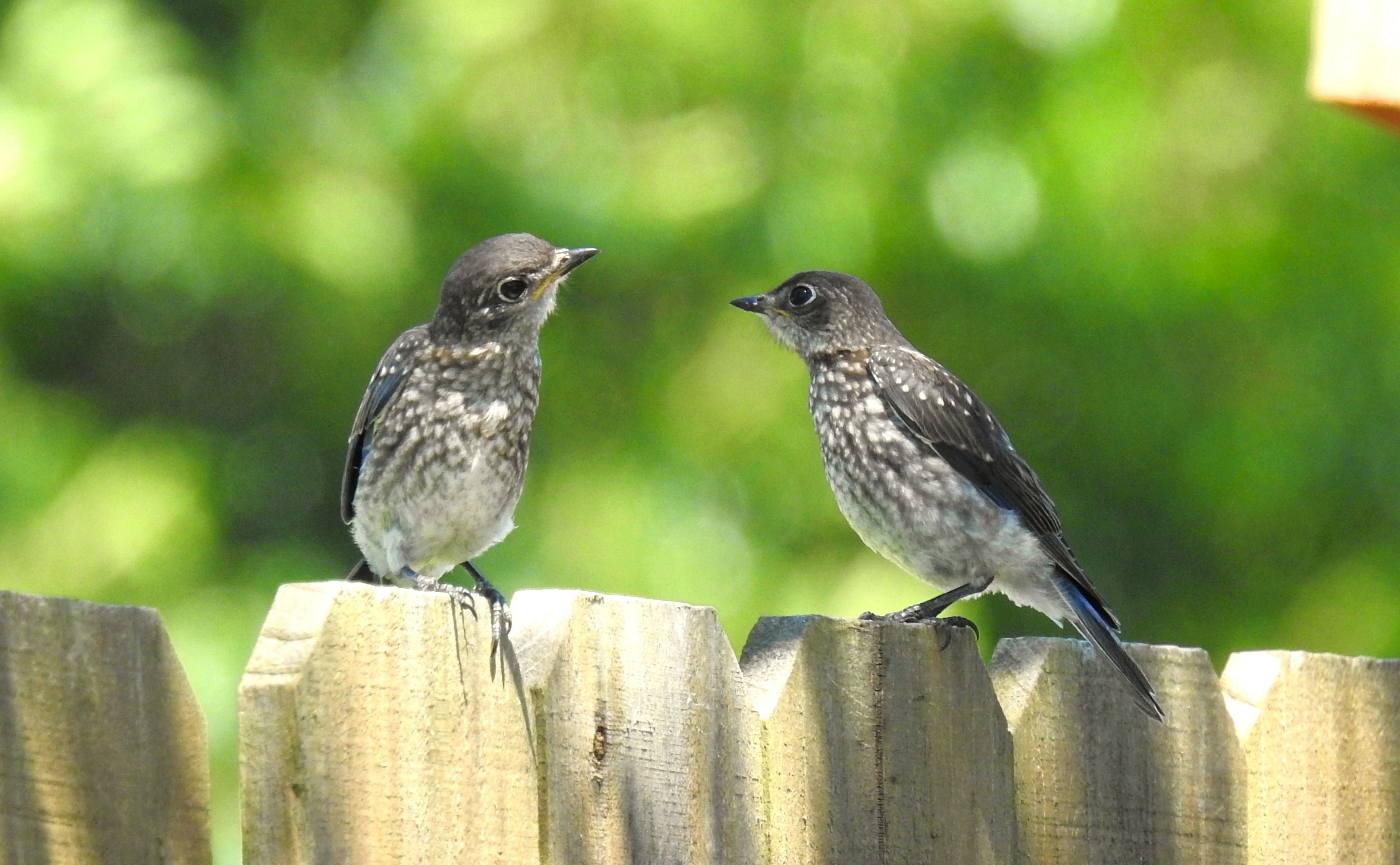Juvenile bluebirds perched on fence. 