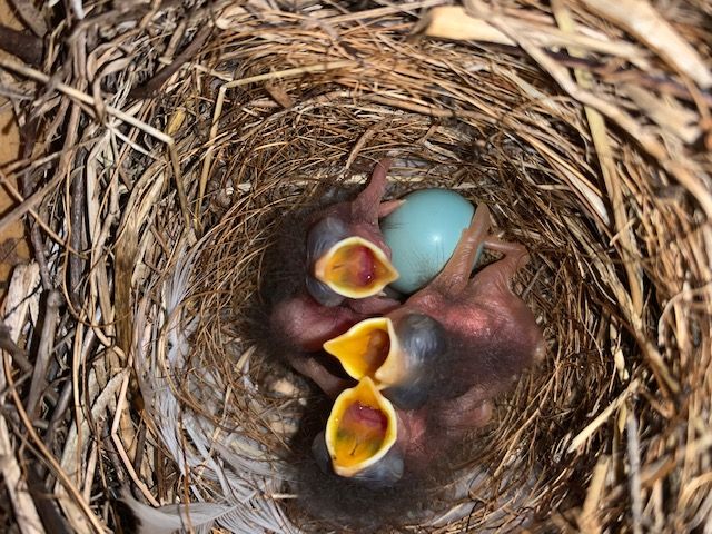 Eastern bluebird nestlings and unhatched egg within nest box. 