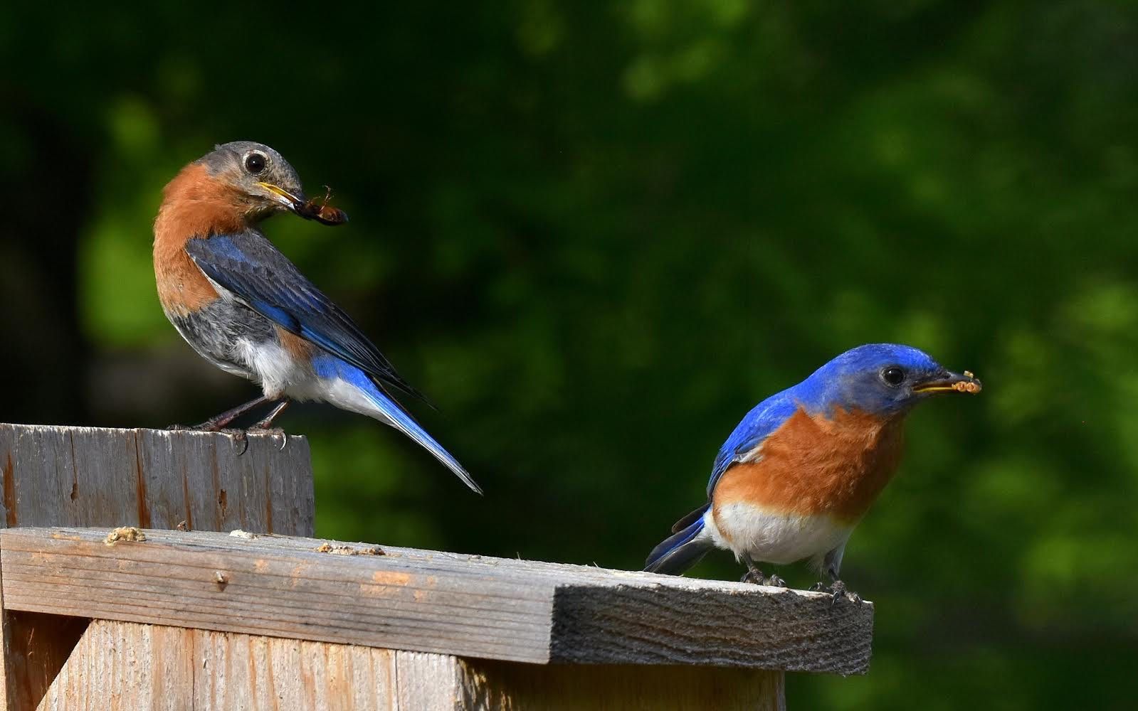 Adult female (left) and male (right) eastern bluebirds atop a bluebird nest box. 