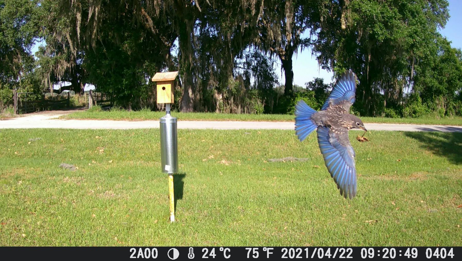 Male juvenile eastern bluebird with insect prey near nest box. 