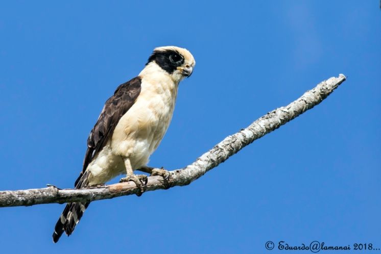 Laughing Falcon (Herpetheres cachinnans)