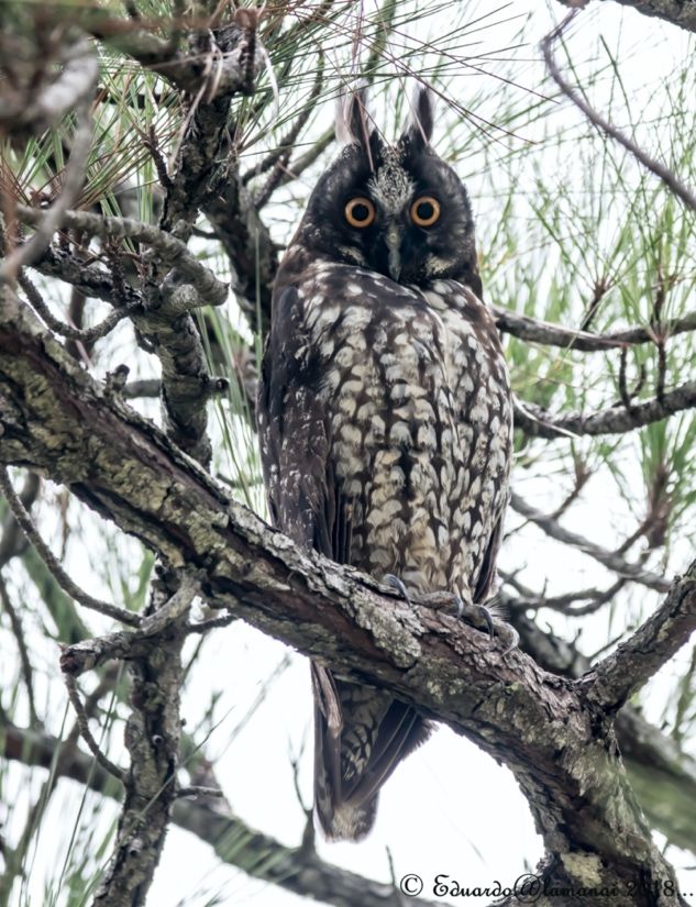 Stygian Owl (Asio stygius)