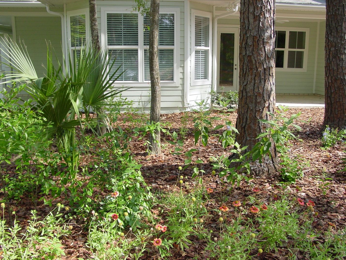 A relatively new Gainesville, Florida home with more natural landscaping. It has no lawn and does not require mowing. It conserved trees already present in the front yard and native plants were installed by a landscaper. 