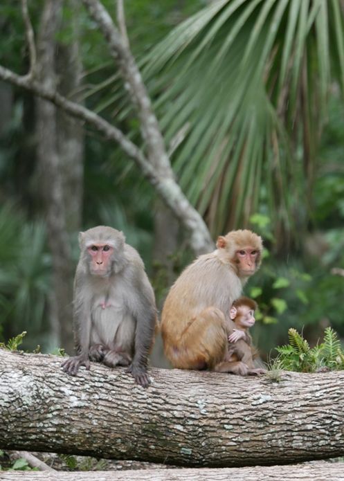 Two adults and one juvenile rhesus macaque in Silver Springs State Park. 