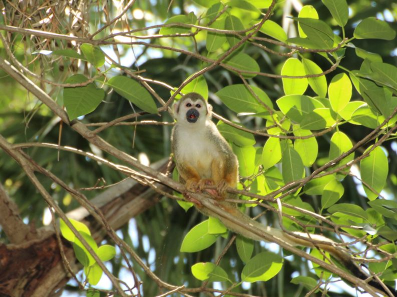 Squirrel monkey in the Bartlett Estate. 