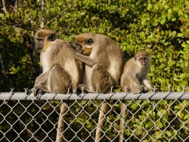 Two adults and one juvenile vervet monkey in Dania Beach, Florida.