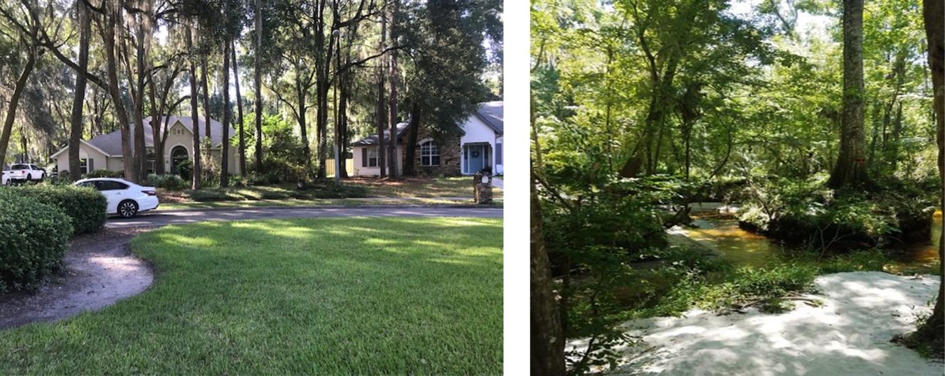 Images showing examples of residential (left) and fragment (right) habitats in Gainesville, Florida. Residential habitats retained a lot of the large trees that provide canopy cover but lacked understory and ground vegetation compared to the forest fragments. 