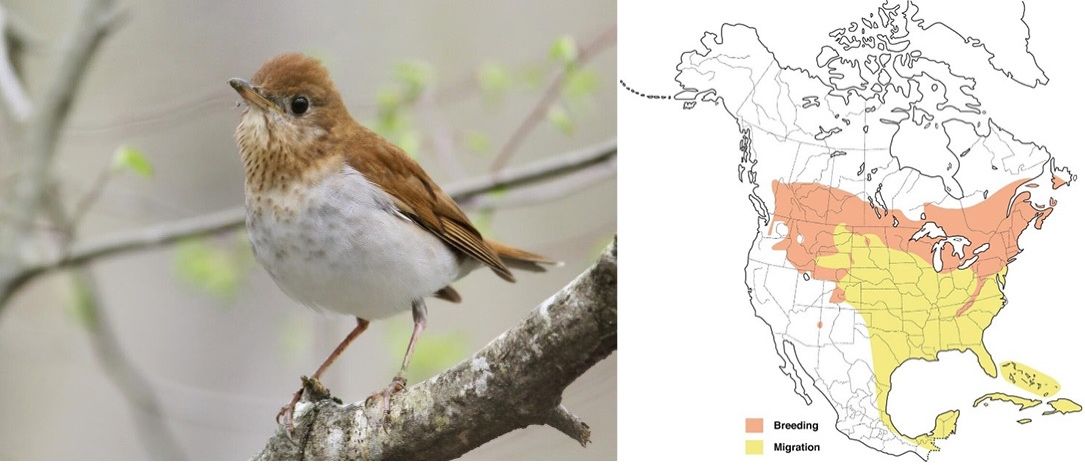 Left, a breeding male Veery ; Right, range map of Veery. Orange symbolizes breeding habitat, and yellow is migration areas. The Veery will use Florida during spring and fall migration but will not breed in Florida. 