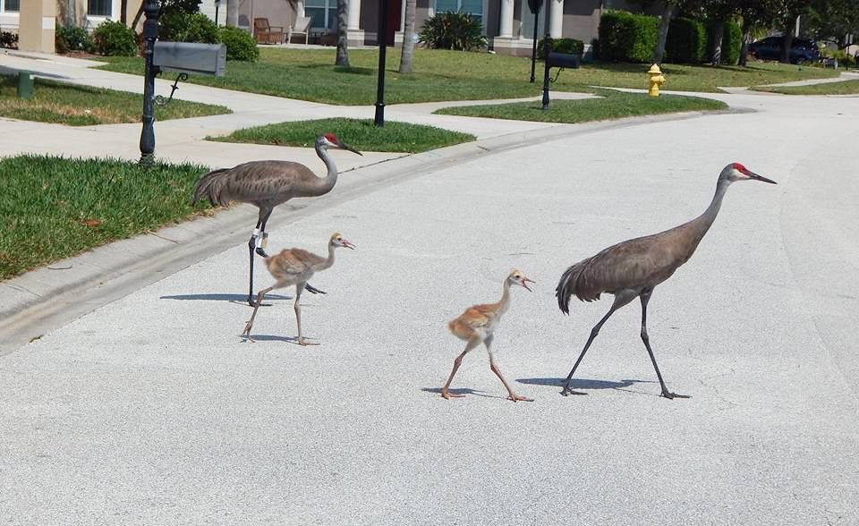 A pair of Florida sandhill cranes with two young crossing a residential street.