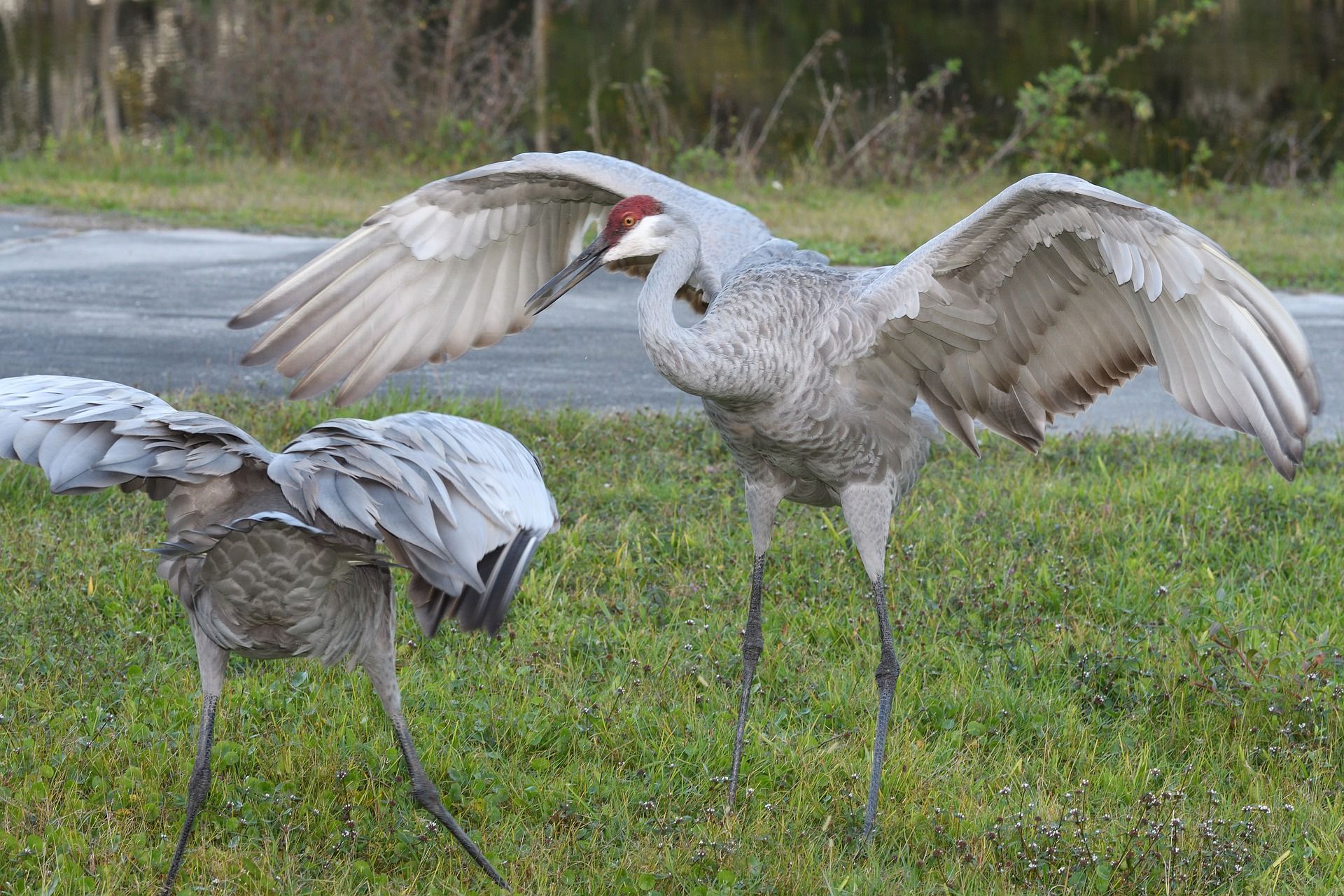 Florida sandhill crane courtship dance. 