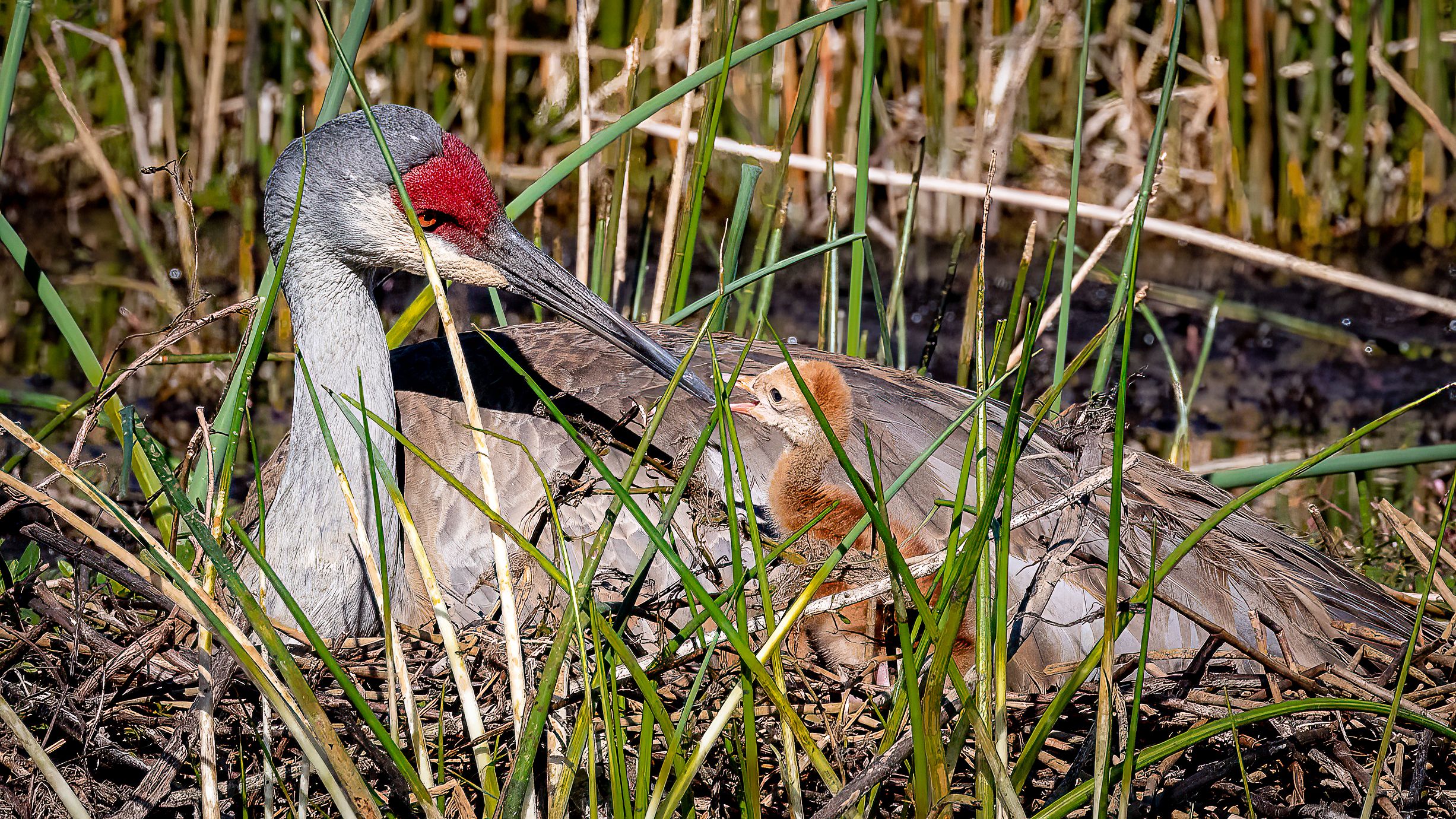 Florida sandhill crane on nest with chick. 