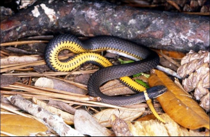 La serpiente de cuello anillado del sur mostrando la coloración amarilla de su vientre.