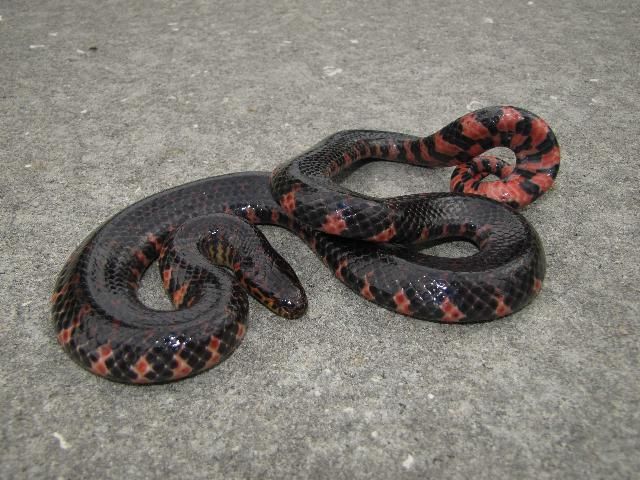 La serpiente de barro oriental.