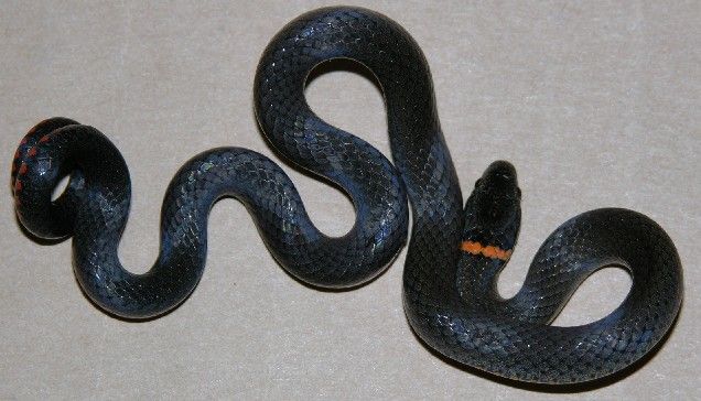 La serpiente de cuello anillado del sur mostrando su forma defensiva típica - note la cola enrollada. 