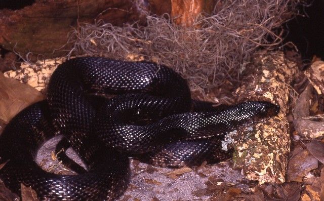 La serpiente de pino negra.