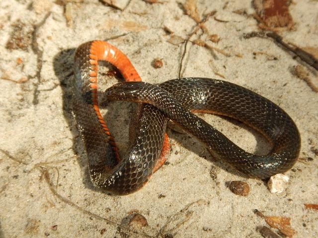 La serpiente de pantano mostrando su vientre de anaranjado brillante.