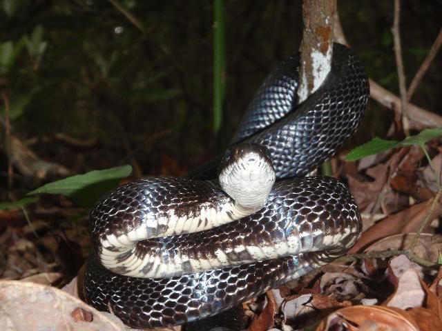 La serpiente ratonera negra mostrando el blanco de su mentón, vientre, y lado dorsal.