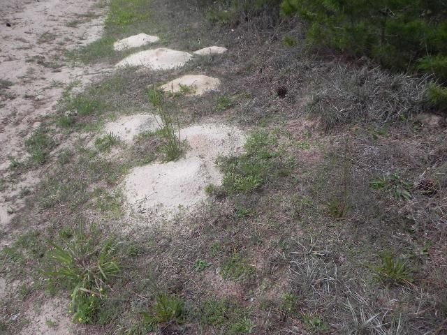 Una sola tuza puede crear varios montículos de arena. Note la forma asimétrica de cada montículo.