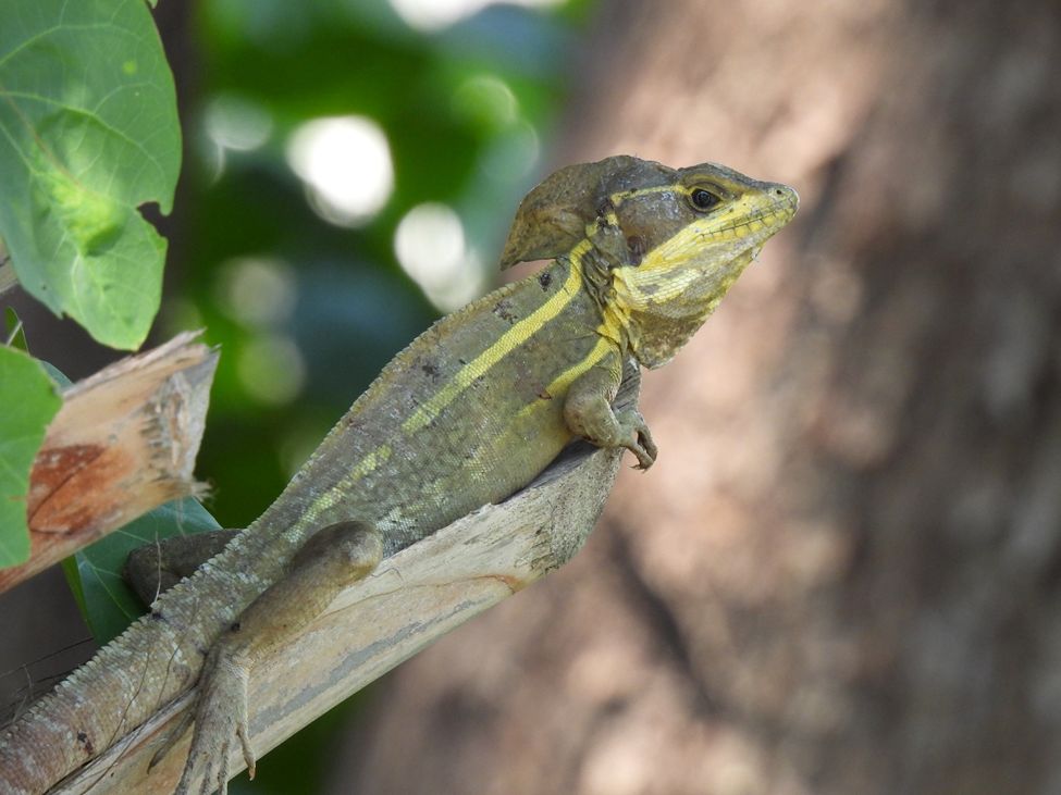 Adult male brown basilisk showing the well-developed head crest and distinct yellow, lateral stripes. 