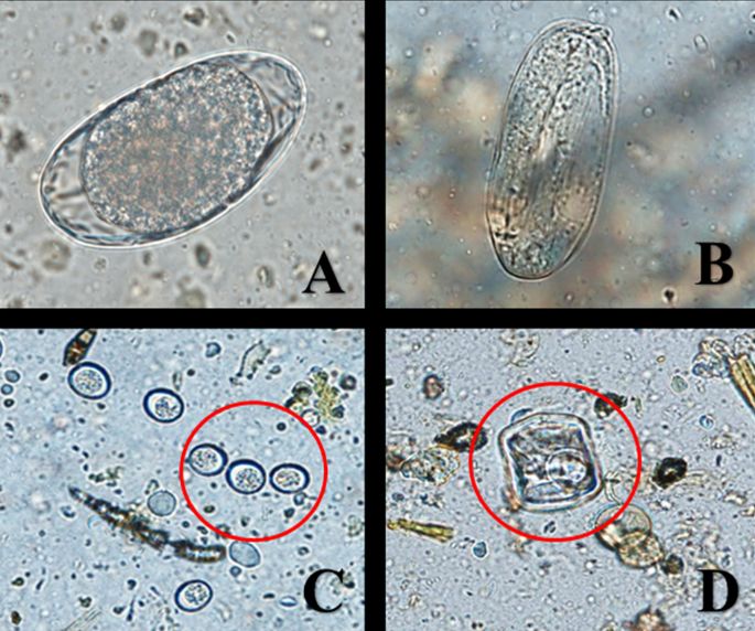 Eggs of GI parasites commonly observed in white-tailed deer fecal specimens. (A) Trichostrongyle-type egg (B) Strongyloides sp. egg (C) Eimeria sp. oocysts inside red circle (D) Moniezia sp. egg. Inside red circle.